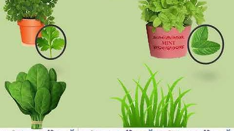 EVS|CLASS 2| Plants around us(Part 2)