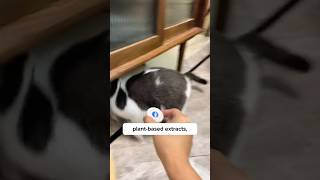 “Not today, paws!” 😹 Keep curious cats out of unwanted spots #CatRepllent