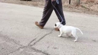 Alice's First Structured Walk | Puppy Training | Follow The Leader Dog Training