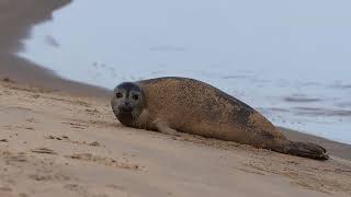 zeehond bij Katwijk