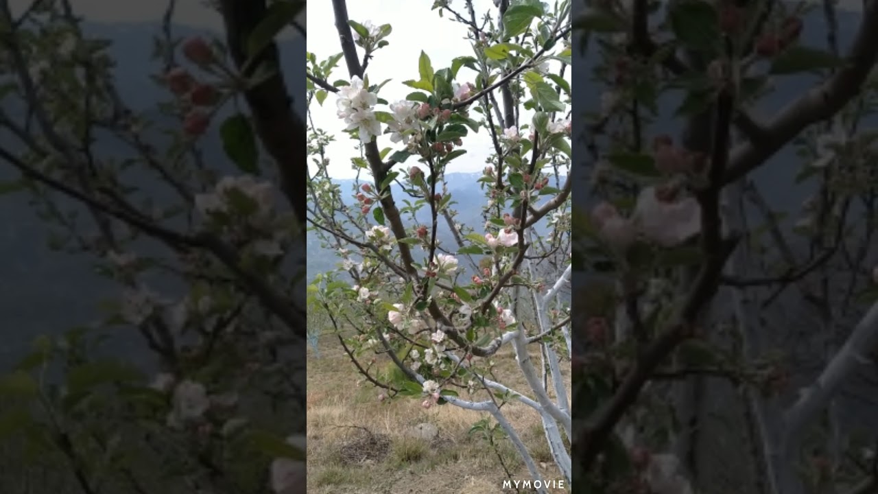 Pink bud Apple flowering stage
