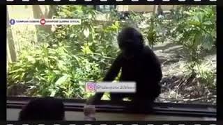 dubbing sidimpuan .ngakak habis😂