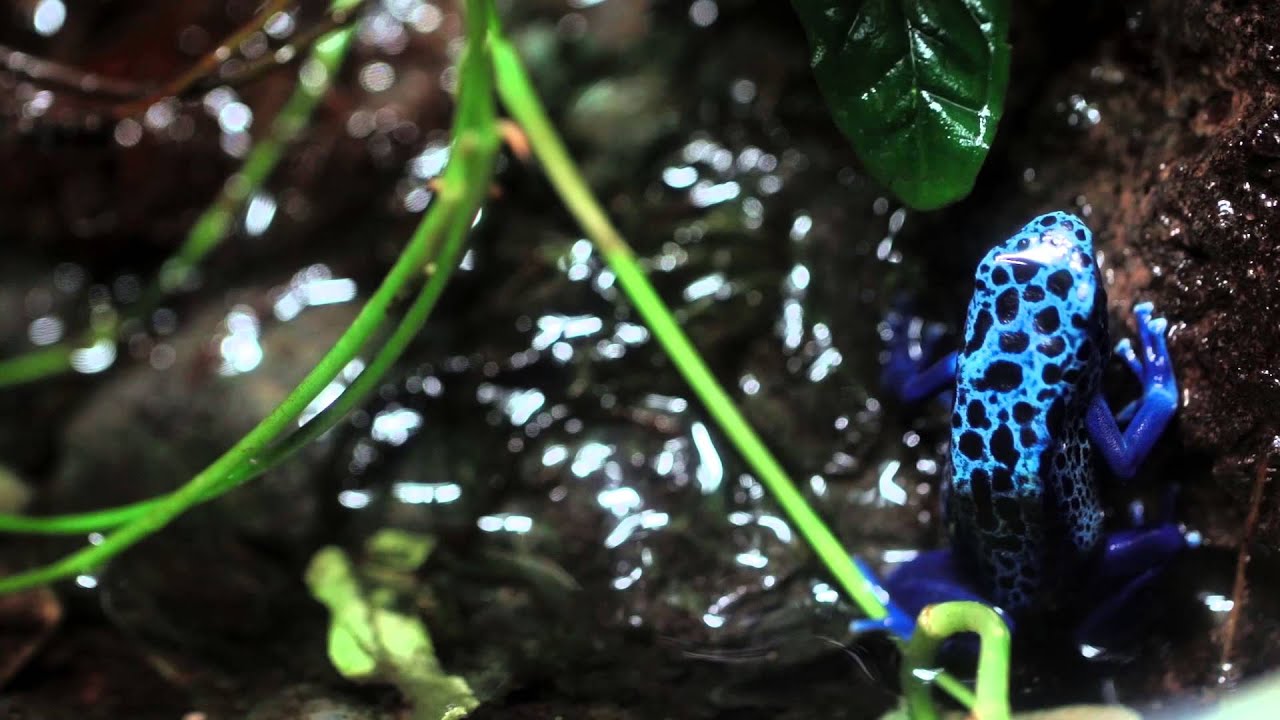 Blue Poison Dart Frogs are Awesome YouTube