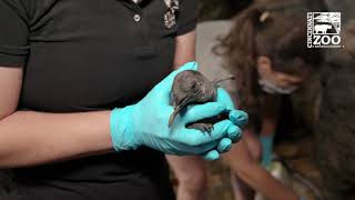 The Birth Of A King Penguin - Cincinnati Zoo