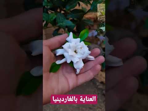 سر الحفاظ على الغاردينيا