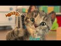 KITTENS NEED A HOME CUTE LITTLE KITTEN ADVENTURES CARE FOR YOUR PET KITTY - RECYCLING EDUCATION