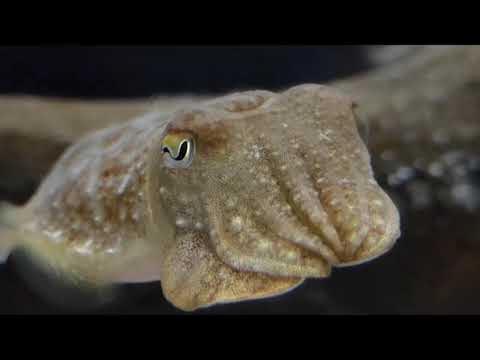 БИОПАРК - АКВАРИУМ. ГОРОД ХИХОН АСТУРИЯ, СЕВЕРНАЯ ИСПАНИЯ - YouTube