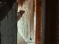 Spraying Magic Foam into Walls! Insulating a New Wood House with Polyurethane - Satisfying Process 🔥