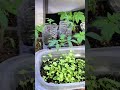 美国生活39/室内育苗土的处理---TREATMENT OF INDOOR NURSERY SOIL