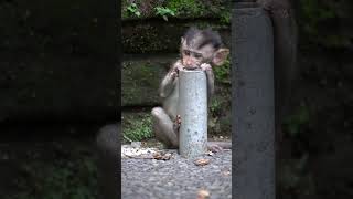 Don't bite the iron, your teeth will break #monkey #cute monkey child #animals #sorts