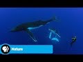 Narrator's Journey with Whales