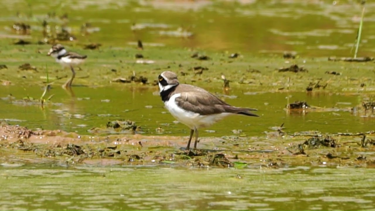 꼬마물떼새  ( 육추 1/4 )   Charadrius dubius  ( brooder 1/4 )