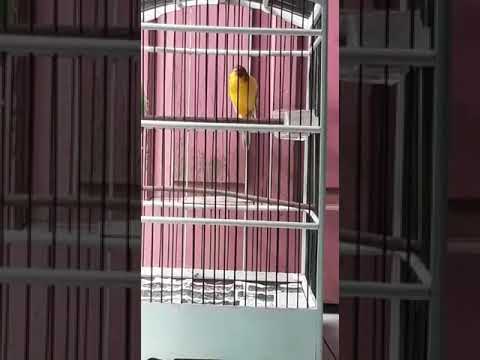 CANARY " Santoryu" ISIAN LOVEBIRD NGAWET GOYANG MILIK DR.BIRD FARM