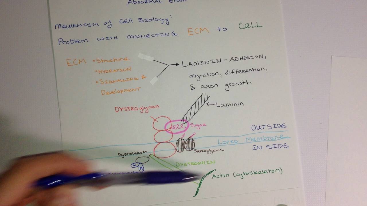 Congenital Muscular Dystrophy CMD Cell Biology Overview YouTube