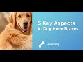 5 Key Aspects to Dog Knee Braces
