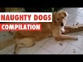 Naughty Dogs Video Compilation 2016