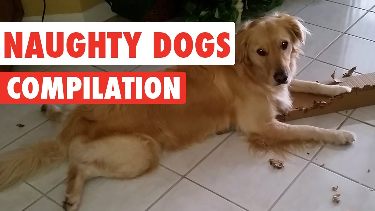 Naughty Dogs Video Compilation 2016