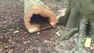 Felling a big dangerous beech tree
