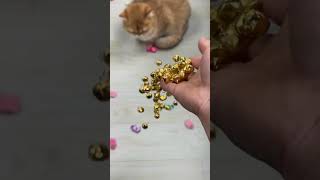 Reverse Video cute 🔔 Cat 🐈 #asmr #catvideos #relievestress #reversevideos #satisfying