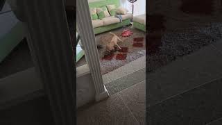 Dog Drags Iguana Out of House by Tail