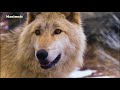 Os indomáveis Lobos do Ártico