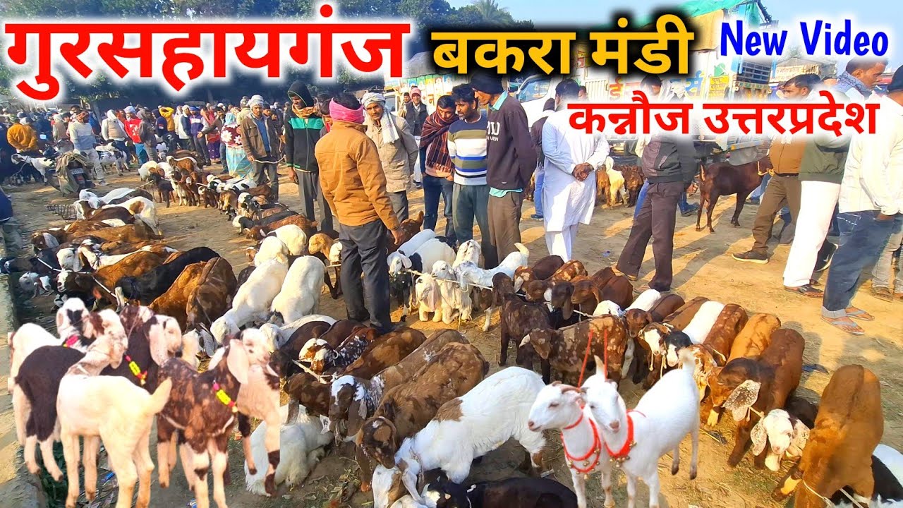गुरसहायगंज बकरा मंडी कन्नौज |26 Jan 26 |Gursahayganj bakra mandi kannoj up live Update 