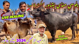 Palosi Mandi Peshawar New Updates 31/5/2024 | Joti Mandi Palosi | Maweshi Mandi | Khyber Social Tv