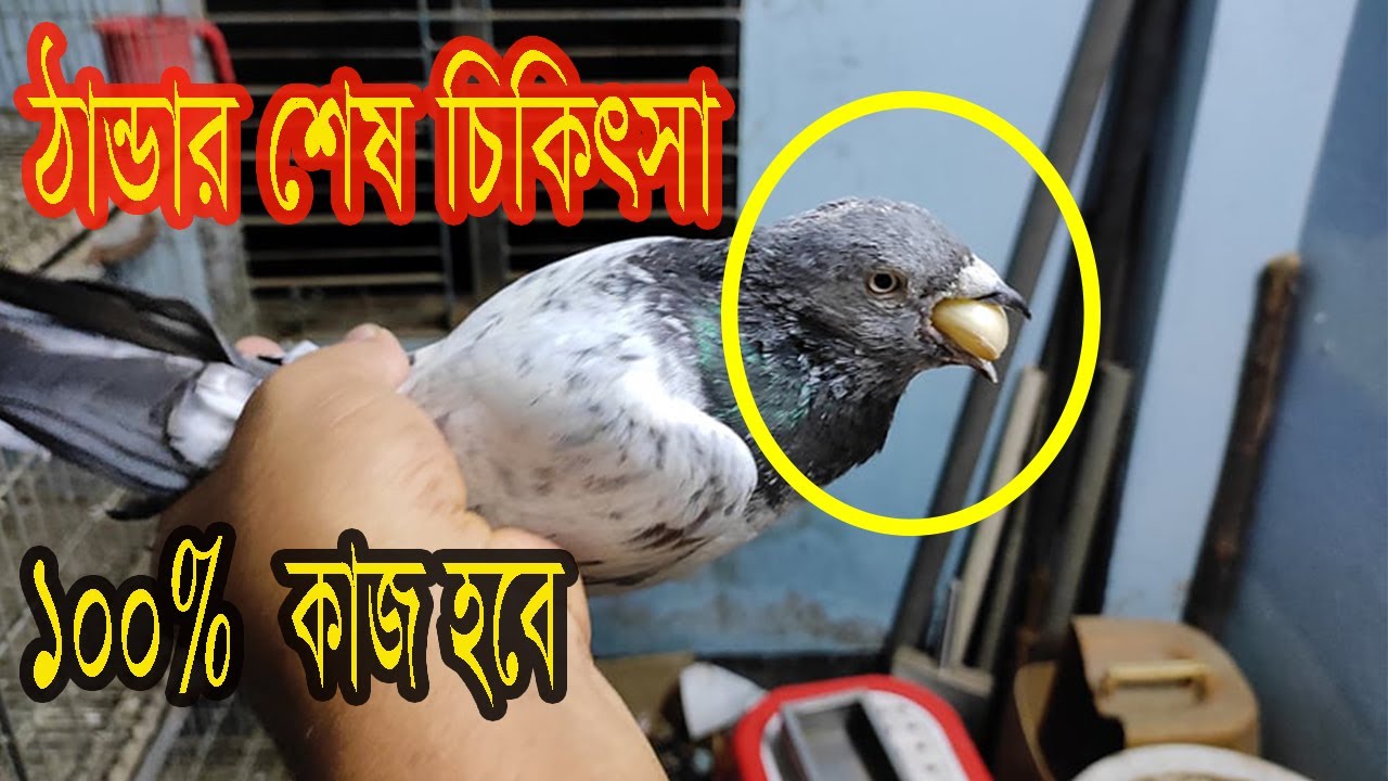 কবুতরের ঠান্ডা লাগা, শ্বাসকষ্ট, হাঁপানী, রোগের চিকিৎসা