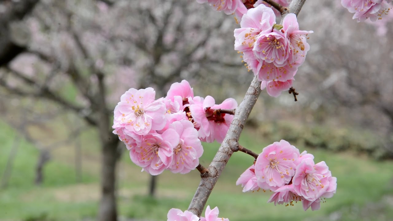 Belajar Bahasa Jepang 301 Mekar Bunga Prem Jalan Jalan Taman Prem Di Sapporo Hokkaido 2019 7 Mei