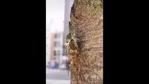 Thumbnail of Cicada and its "song" nearby unique sound 🪰