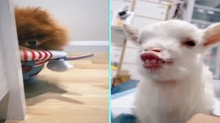 Funny/Cute Animal Videos Try Not To Laugh 11 🤣🐶😹🐐 by New Level Creation 5 views 1 year ago 2 minutes, 1 second