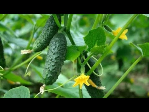 .".Мои ЛЮБИМЫЕ СОРТА ОГУРЦОВ. "ЧУДО ХРУСТИК F1. 12.01.2020.