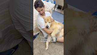 Mas gente… como assim?! 😂 #goldenretriever #pets #cachorro #humor #humorpet #funnydogs