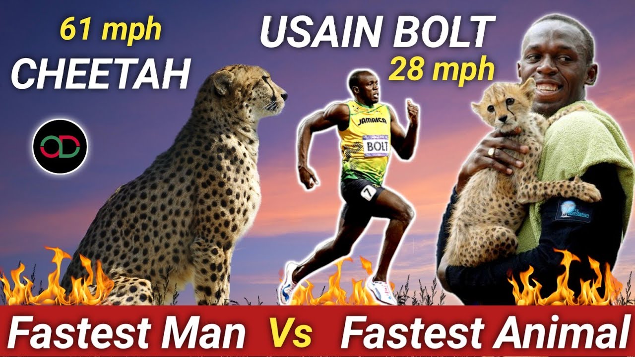Usain Bolt Vs Cheetah 100m Race, Who Will Win | Usain Bolt's Speed