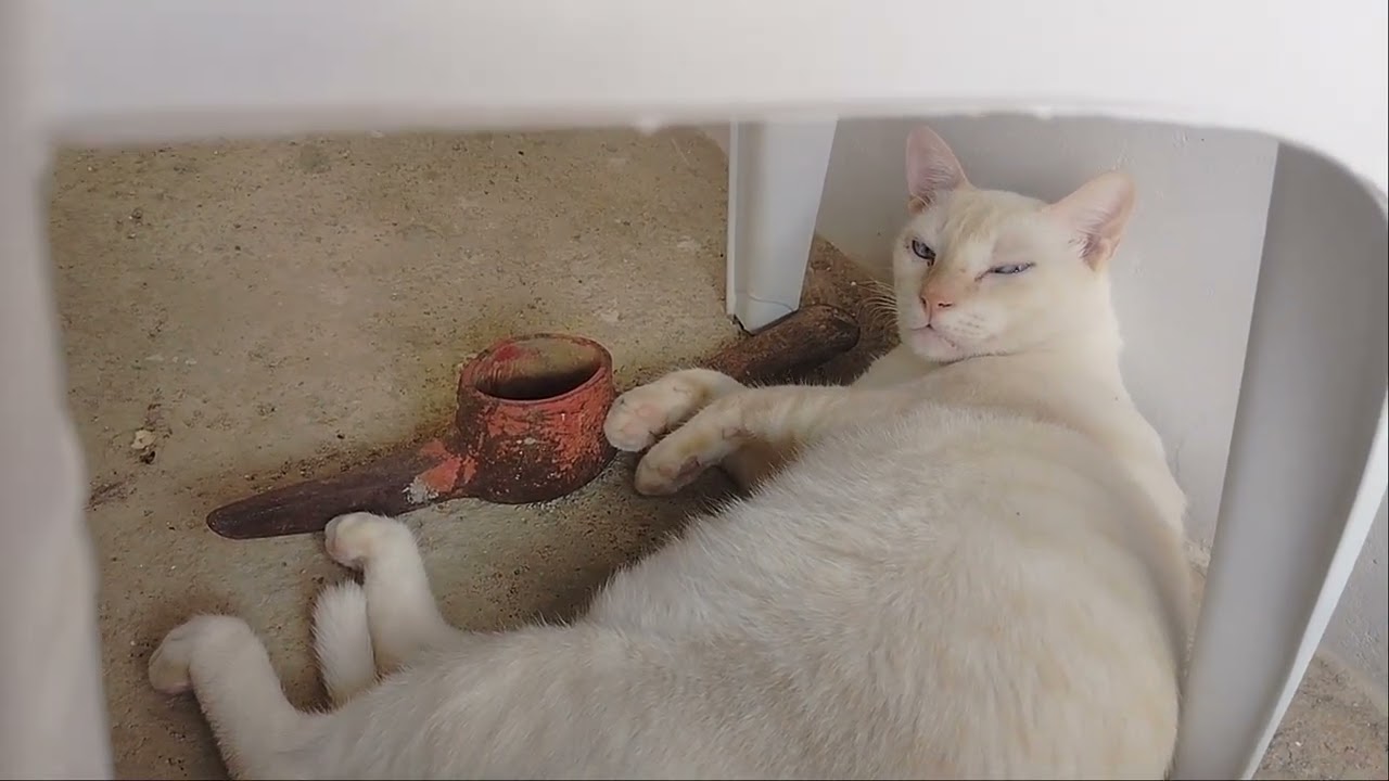 Episódio 1 de vida animal 