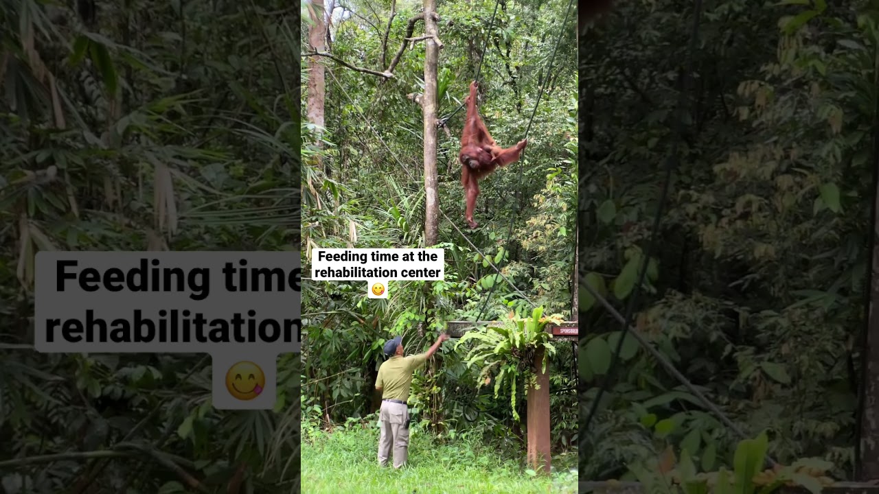 Orangutan mom treating herself to some snacks 😊 