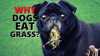 Why Is My Dog Eating Grass And How To Stop Him? by Loving Paws TV 37 views 2 years ago 4 minutes, 40 seconds