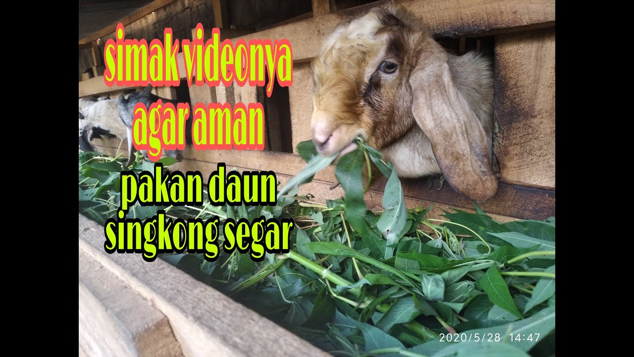  DAUN  SINGKONG SEGAR UNTUK  PAKAN  KAMBING  YouTube