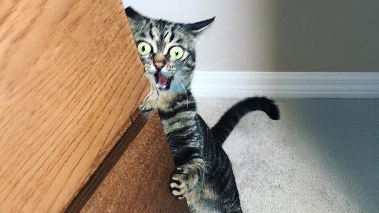 You Laugh, You Lose! 😹 The Funniest Cat Videos 2025😾Part 6