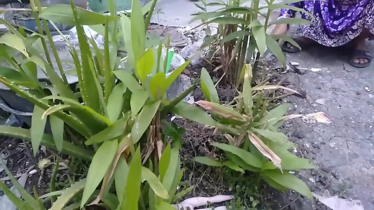 Khasiat Pohon Panglay untuk Ibu hamil 