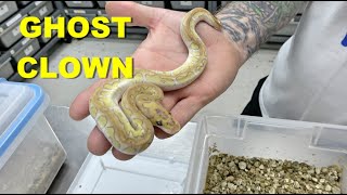 Celebrity Incredible Odds !! Ball Python Clutch Update !! Net Worth