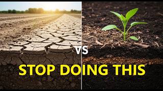 Why Bare Soil Is Slowly Killing Your Plants