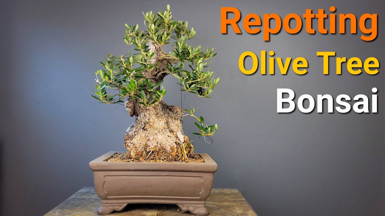 Repotting Olive Tree into a Bonsai pot YouTube