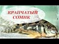 Крапчатый сомик. Разведение, содержание, размножение. Corydoras paleatus.