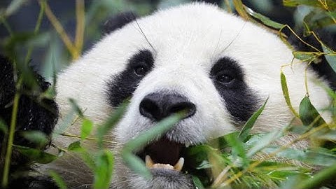 Giant Pandas Come Back to Washington, DC