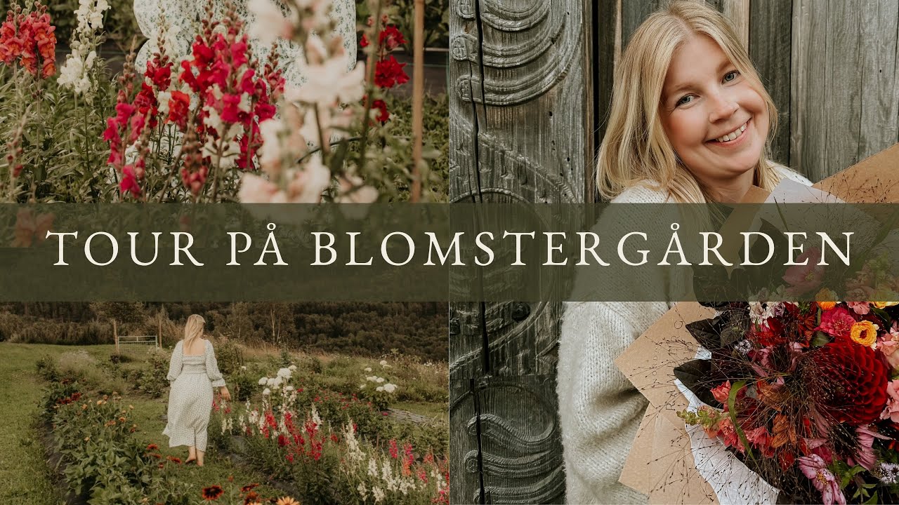 Tour på blomstergården! 👩‍🌾 Dyrking av blomster på vår gård i Telemark 🌻