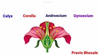 Flower | Structure of Calyx