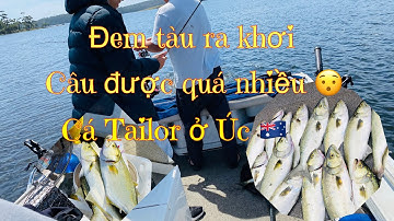 #84 Câu Cá Tailor ở Úc T1 | Thú Tiêu Khiển Lành Mạnh Của Các Anh Chồng Việt Nam Tại Đây!😎