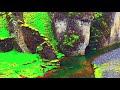 CLAMS CASINO - RAINFOREST