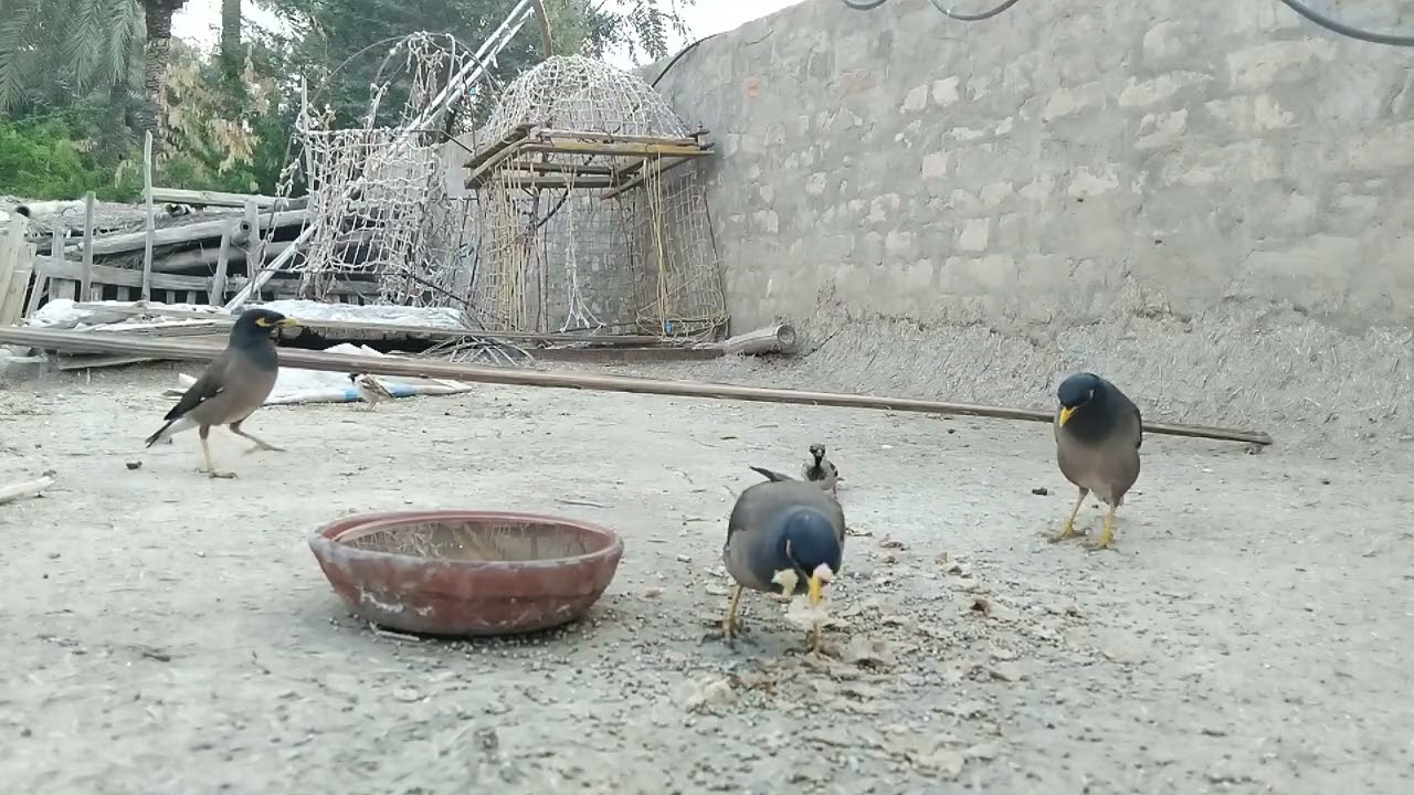 Episode 06 Daily Sparrow & Myna Feeding Routine || Birds Eating, Drinking & Flying Away